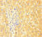 Apolipoprotein C3 antibody, CSB-PA12197A0Rb, Cusabio, Immunohistochemistry paraffin image 