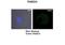 RAB22A, Member RAS Oncogene Family antibody, PA5-44777, Invitrogen Antibodies, Immunohistochemistry frozen image 