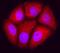 Mitogen-Activated Protein Kinase 8 antibody, MAB17761, R&D Systems, Immunocytochemistry image 