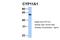 Cytochrome P450 Family 11 Subfamily A Member 1 antibody, 26-624, ProSci, Western Blot image 