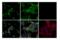 TNF Receptor Superfamily Member 8 antibody, 25114T, Cell Signaling Technology, Immunofluorescence image 