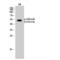 Glycogen Synthase Kinase 3 Alpha antibody, LS-C380717, Lifespan Biosciences, Western Blot image 