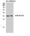 JunB Proto-Oncogene, AP-1 Transcription Factor Subunit antibody, STJ93810, St John