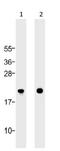 BAX antibody, 33-6400, Invitrogen Antibodies, Western Blot image 