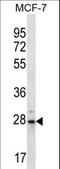 Proteasome Subunit Beta 10 antibody, LS-C162228, Lifespan Biosciences, Western Blot image 
