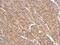 Spermatogenesis Associated 16 antibody, PA5-28978, Invitrogen Antibodies, Immunohistochemistry paraffin image 