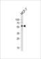 Occludin antibody, LS-C163102, Lifespan Biosciences, Western Blot image 