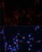 Glypican 4 antibody, 14-635, ProSci, Immunofluorescence image 
