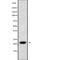 Interferon Lambda 2 antibody, abx216160, Abbexa, Western Blot image 