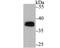 Transcription factor PU.1 antibody, NBP2-75637, Novus Biologicals, Western Blot image 