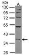 Nuclear Factor, Erythroid 2 antibody, PA5-27762, Invitrogen Antibodies, Western Blot image 