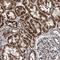 FKBP Prolyl Isomerase 5 antibody, NBP1-84676, Novus Biologicals, Immunohistochemistry frozen image 