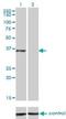 CCAAT Enhancer Binding Protein Epsilon antibody, H00001053-M01, Novus Biologicals, Western Blot image 