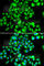 Apoptosis Inducing Factor Mitochondria Associated 1 antibody, A2568, ABclonal Technology, Immunofluorescence image 