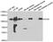 SRY-Box 6 antibody, abx006898, Abbexa, Western Blot image 