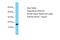 Peptidylprolyl cis-trans isomerase A-like 4G antibody, PA5-71238, Invitrogen Antibodies, Western Blot image 