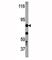 Inhibitor Of Nuclear Factor Kappa B Kinase Subunit Beta antibody, F48405-0.4ML, NSJ Bioreagents, Western Blot image 