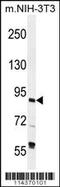 TFIIIC90 antibody, 56-142, ProSci, Western Blot image 