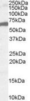 Forkhead Box A2 antibody, PA5-18169, Invitrogen Antibodies, Western Blot image 