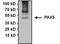 Paired Box 5 antibody, NBP2-29905, Novus Biologicals, Immunoprecipitation image 