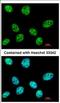 RNA Polymerase III Subunit E antibody, NBP2-19887, Novus Biologicals, Immunocytochemistry image 