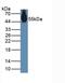 Nucleobindin 2 antibody, LS-C314946, Lifespan Biosciences, Western Blot image 