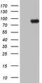 Endothelin Converting Enzyme 1 antibody, TA804823, Origene, Western Blot image 