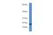 Iron-Sulfur Cluster Assembly Enzyme antibody, PA5-70181, Invitrogen Antibodies, Western Blot image 