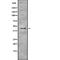 Translocation Associated Membrane Protein 2 antibody, abx219092, Abbexa, Western Blot image 