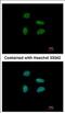 YEATS Domain Containing 4 antibody, NBP2-16609, Novus Biologicals, Immunofluorescence image 