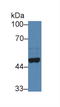 Neuronal Pentraxin 2 antibody, LS-C314460, Lifespan Biosciences, Western Blot image 