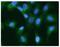 Keratin 20 antibody, NBP2-42616, Novus Biologicals, Immunofluorescence image 