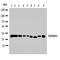 TNF Receptor Superfamily Member 4 antibody, orb107638, Biorbyt, Western Blot image 