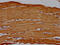 5'-Nucleotidase Ecto antibody, CSB-PA10529A0Rb, Cusabio, Immunohistochemistry frozen image 