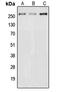 Neuron Navigator 3 antibody, MBS821641, MyBioSource, Western Blot image 