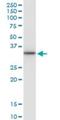 CD83 Molecule antibody, H00009308-M01, Novus Biologicals, Western Blot image 