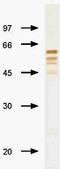 Influenza B antibody, orb23398, Biorbyt, Western Blot image 