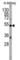 Engrailed Homeobox 1 antibody, abx033298, Abbexa, Western Blot image 