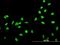 High Mobility Group Box 2 antibody, H00003148-M05, Novus Biologicals, Immunofluorescence image 
