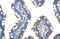 FUS RNA Binding Protein antibody, ARP40278_P050, Aviva Systems Biology, Immunohistochemistry frozen image 