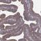 Arylsulfatase D antibody, HPA004694, Atlas Antibodies, Immunohistochemistry paraffin image 