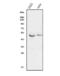 Glycogen Synthase Kinase 3 Alpha antibody, A03152-4, Boster Biological Technology, Western Blot image 