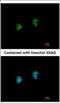 Interferon-stimulated gene 20 kDa protein antibody, NBP2-16996, Novus Biologicals, Immunocytochemistry image 