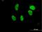 General Transcription Factor IIIC Subunit 5 antibody, H00009328-B01P, Novus Biologicals, Immunofluorescence image 