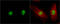 Death Associated Protein Kinase 3 antibody, GTX102404, GeneTex, Immunocytochemistry image 