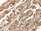 Lon Peptidase 1, Mitochondrial antibody, CSB-PA958239, Cusabio, Immunohistochemistry frozen image 