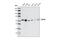 Cell Division Cycle 45 antibody, 3673S, Cell Signaling Technology, Western Blot image 