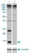 Potassium voltage-gated channel subfamily E member 1 antibody, H00003753-M01, Novus Biologicals, Western Blot image 