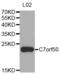 Chromosome 7 Open Reading Frame 50 antibody, abx002541, Abbexa, Western Blot image 