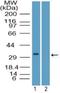 Spi-1 Proto-Oncogene antibody, NBP2-27163, Novus Biologicals, Western Blot image 